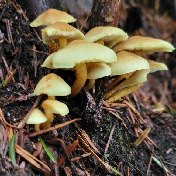 Meet your Posher, Charlotte - Picture 2 of 15